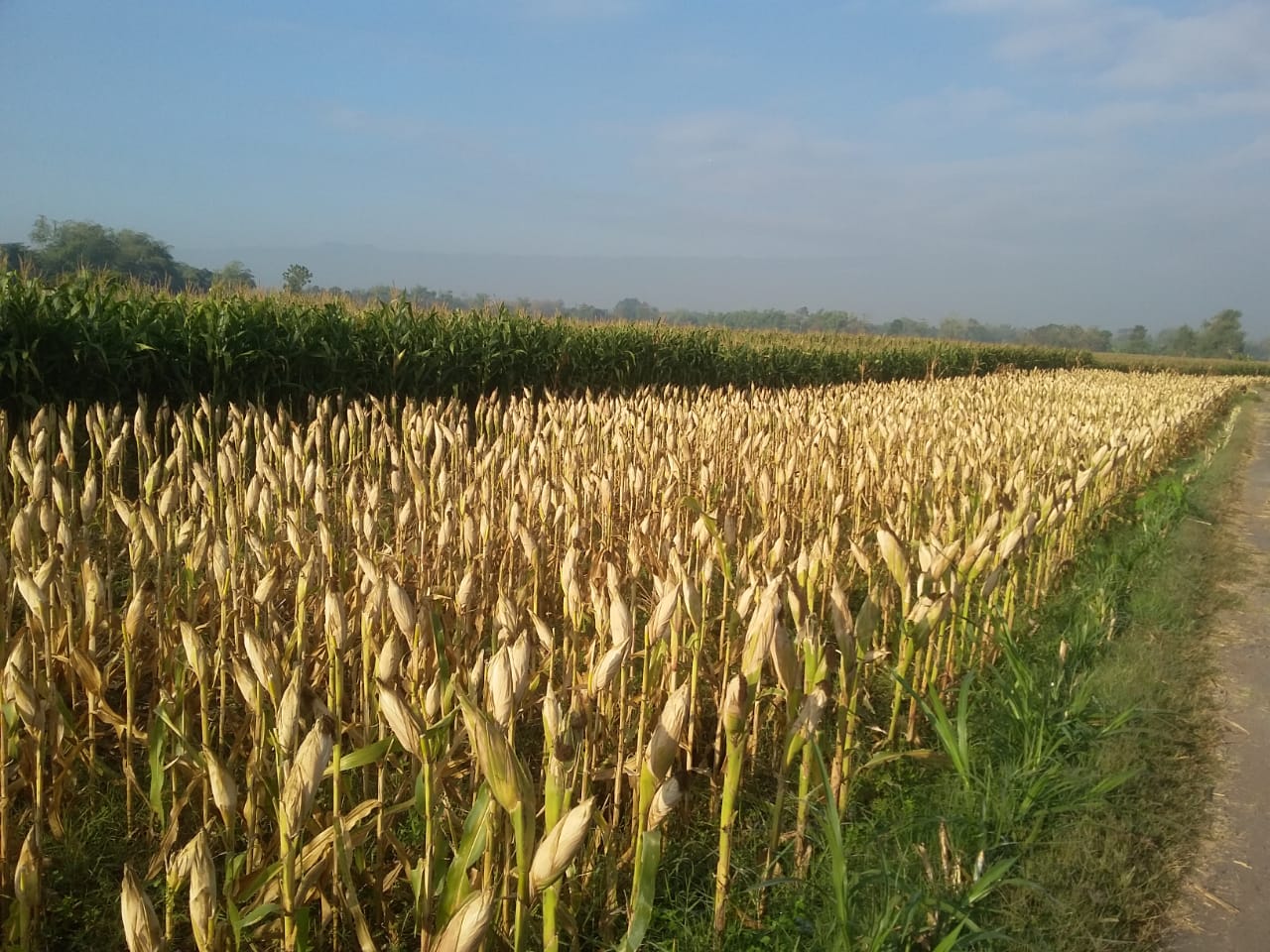 Project Jagung Ketiga